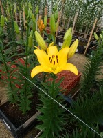 [5124 YellowDiamond DJ No01.JPG]